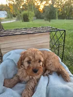 Oliver, a male Cavapoo for sale in Odon, IN – 7 of 7