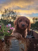 Rusty , a male Cavapoo for sale in Odon, IN – 4 of 9
