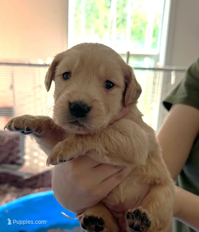Leia – Golden Retriever puppy for sale in Chehalis, WA