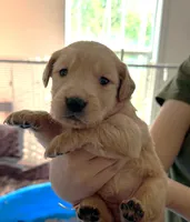 Leia, a female Golden Retriever for sale in Chehalis, WA – 1 of 1