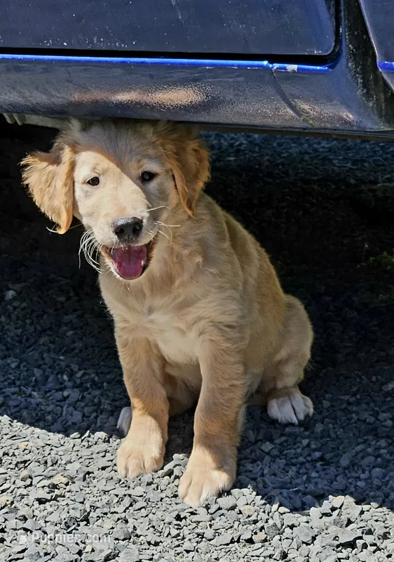 Luke – Golden Retriever puppy for sale in Chehalis, WA