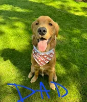 Luke, a male Golden Retriever for sale in Chehalis, WA – 3 of 3