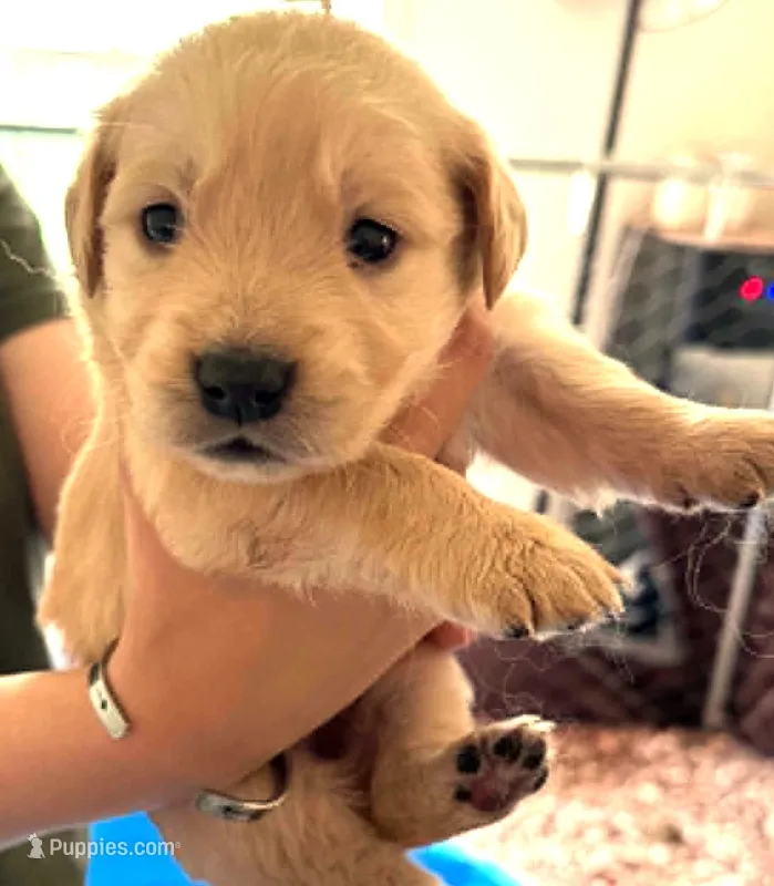 Sabine – Golden Retriever puppy for sale in Chehalis, WA