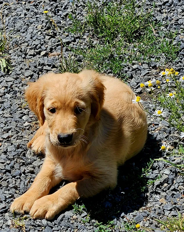 Chewy – Golden Retriever puppy for sale in Chehalis, WA