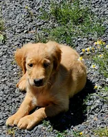 Chewy, a male Golden Retriever for sale in Chehalis, WA – 1 of 5