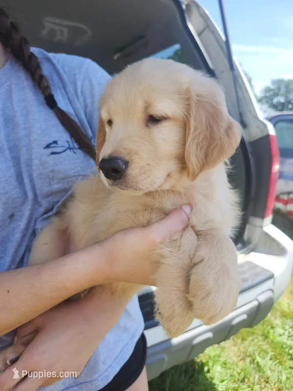 Chewy – Golden Retriever puppy for sale in Chehalis, WA