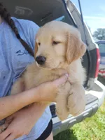 Chewy, a male Golden Retriever for sale in Chehalis, WA – 2 of 5
