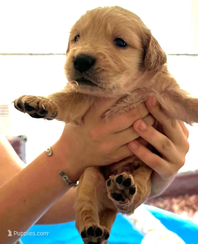 Han – Golden Retriever puppy for sale in Chehalis, WA