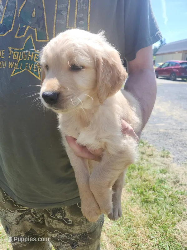 Jynn – Golden Retriever puppy for sale in Chehalis, WA