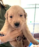 Boba Fett, a male Golden Retriever for sale in Chehalis, WA – 1 of 1