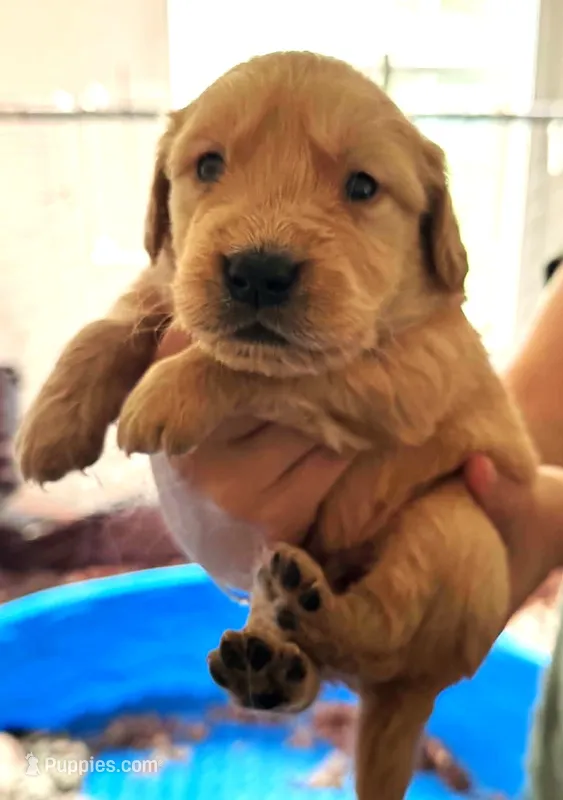 Yoda – Golden Retriever puppy for sale in Chehalis, WA