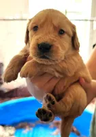 Yoda, a male Golden Retriever for sale in Chehalis, WA – 1 of 1