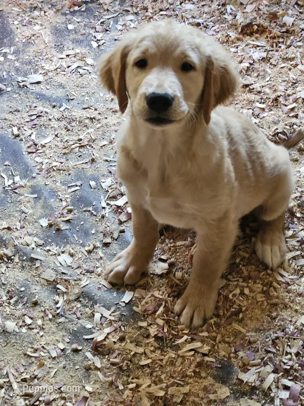 Luke – Golden Retriever puppy for sale in Chehalis, WA