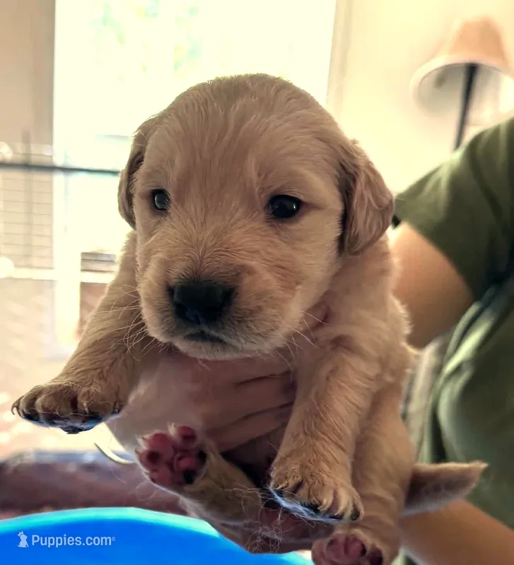 Padme – Golden Retriever puppy for sale in Chehalis, WA