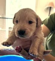 Padme, a female Golden Retriever for sale in Chehalis, WA – 1 of 1