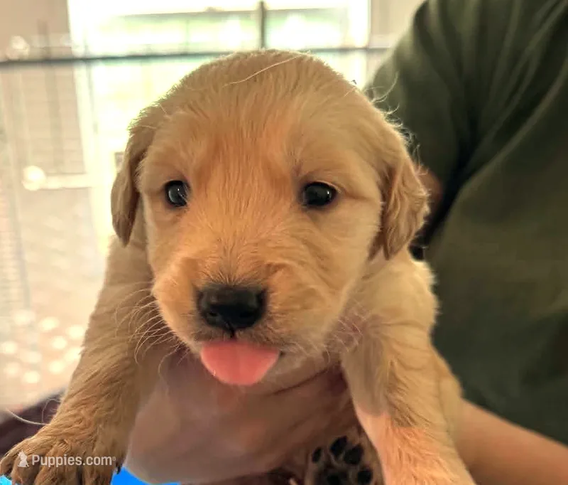 Chewy – Golden Retriever puppy for sale in Chehalis, WA