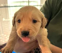 Chewy, a male Golden Retriever for sale in Chehalis, WA – 1 of 1