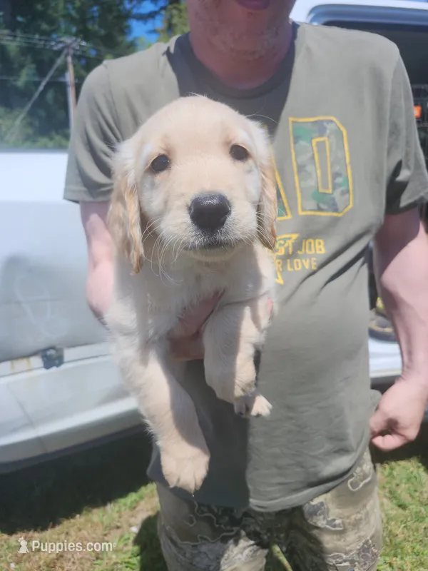 Padme – Golden Retriever puppy for sale in Chehalis, WA