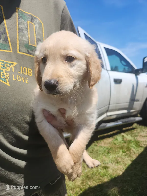 Yoda – Golden Retriever puppy for sale in Chehalis, WA