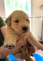Jynn, a female Golden Retriever for sale in Chehalis, WA – 1 of 1