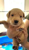 Luke, a male Golden Retriever for sale in Chehalis, WA – 1 of 1