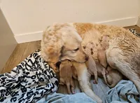 Luke, a male Golden Retriever for sale in Chehalis, WA – 2 of 3