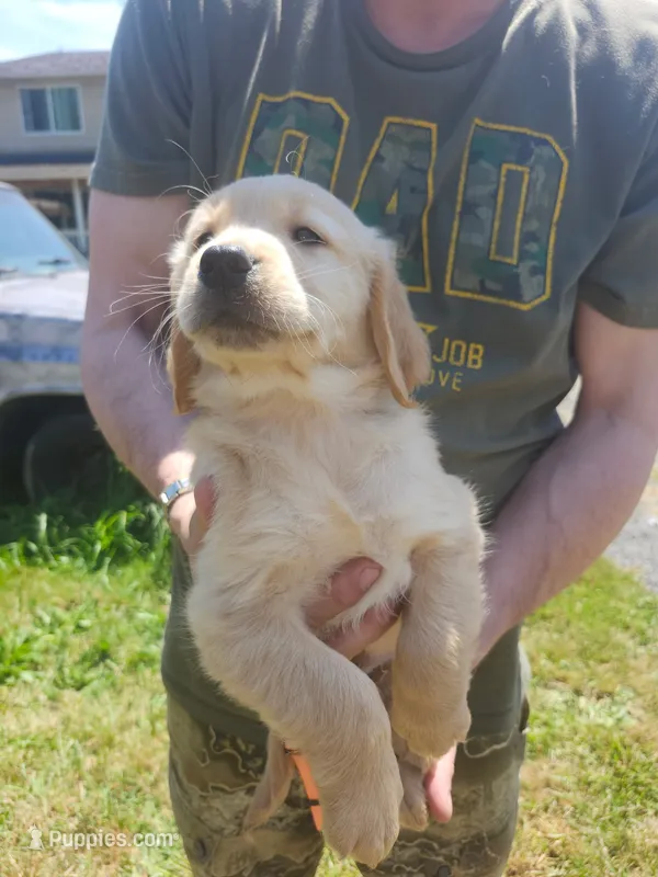 Luke – Golden Retriever puppy for sale in Chehalis, WA
