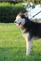 George XIV, a male Siberian Husky for sale in Chambersburg, PA – 1 of 5