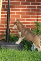 Penny, a female Siberian Husky for sale in Chambersburg, PA – 8 of 9