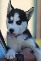 Callie, a female Siberian Husky for sale in Chambersburg, PA – 3 of 7