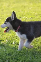 Winnie, a female Siberian Husky for sale in Chambersburg, PA – 2 of 5