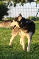 George XIV, a male Siberian Husky for sale in Chambersburg, PA – 2 of 5
