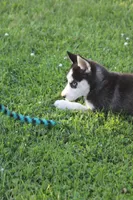 Winnie, a female Siberian Husky for sale in Chambersburg, PA – 5 of 5