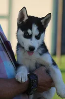 Callie, a female Siberian Husky for sale in Chambersburg, PA – 2 of 7
