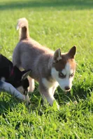 Penny, a female Siberian Husky for sale in Chambersburg, PA – 3 of 9