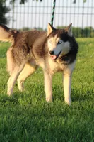George XIV, a male Siberian Husky for sale in Chambersburg, PA – 4 of 5