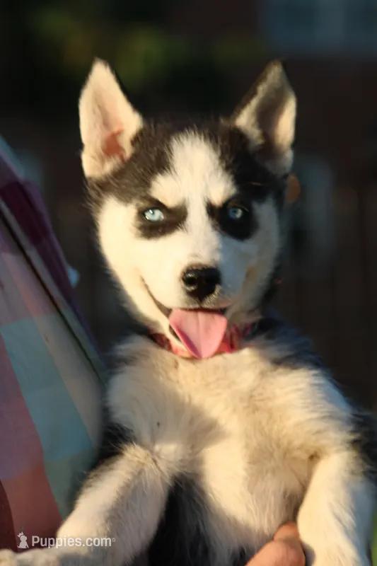 Winnie – Siberian Husky puppy for sale in Chambersburg, PA
