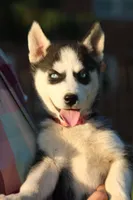Winnie, a female Siberian Husky for sale in Chambersburg, PA – 1 of 5