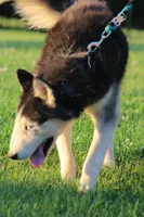 George XIV, a male Siberian Husky for sale in Chambersburg, PA – 5 of 5