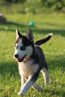 Callie, a female Siberian Husky for sale in Chambersburg, PA – 7 of 7