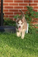 Penny, a female Siberian Husky for sale in Chambersburg, PA – 4 of 9