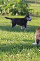 Callie, a female Siberian Husky for sale in Chambersburg, PA – 4 of 7