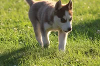 Penny, a female Siberian Husky for sale in Chambersburg, PA – 9 of 9