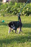 Callie, a female Siberian Husky for sale in Chambersburg, PA – 5 of 7