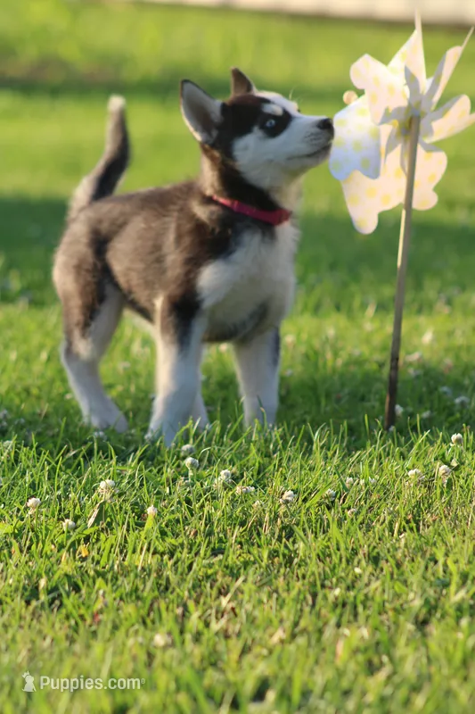 Callie – Siberian Husky puppy for sale in Chambersburg, PA