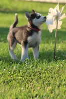 Callie, a female Siberian Husky for sale in Chambersburg, PA – 1 of 7