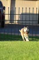 Zimmermans Bella II, a female Siberian Husky for sale in Chambersburg, PA – 2 of 6