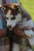Penny, a female Siberian Husky for sale in Chambersburg, PA – 2 of 9