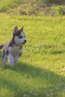 Winnie, a female Siberian Husky for sale in Chambersburg, PA – 4 of 5