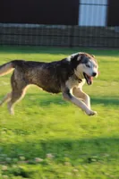 Zimmermans Bella II, a female Siberian Husky for sale in Chambersburg, PA – 3 of 6